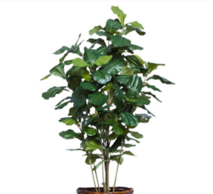 5' FIDDLE FIG