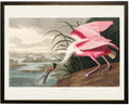 PINK SPOONBILL FRINKING WATER