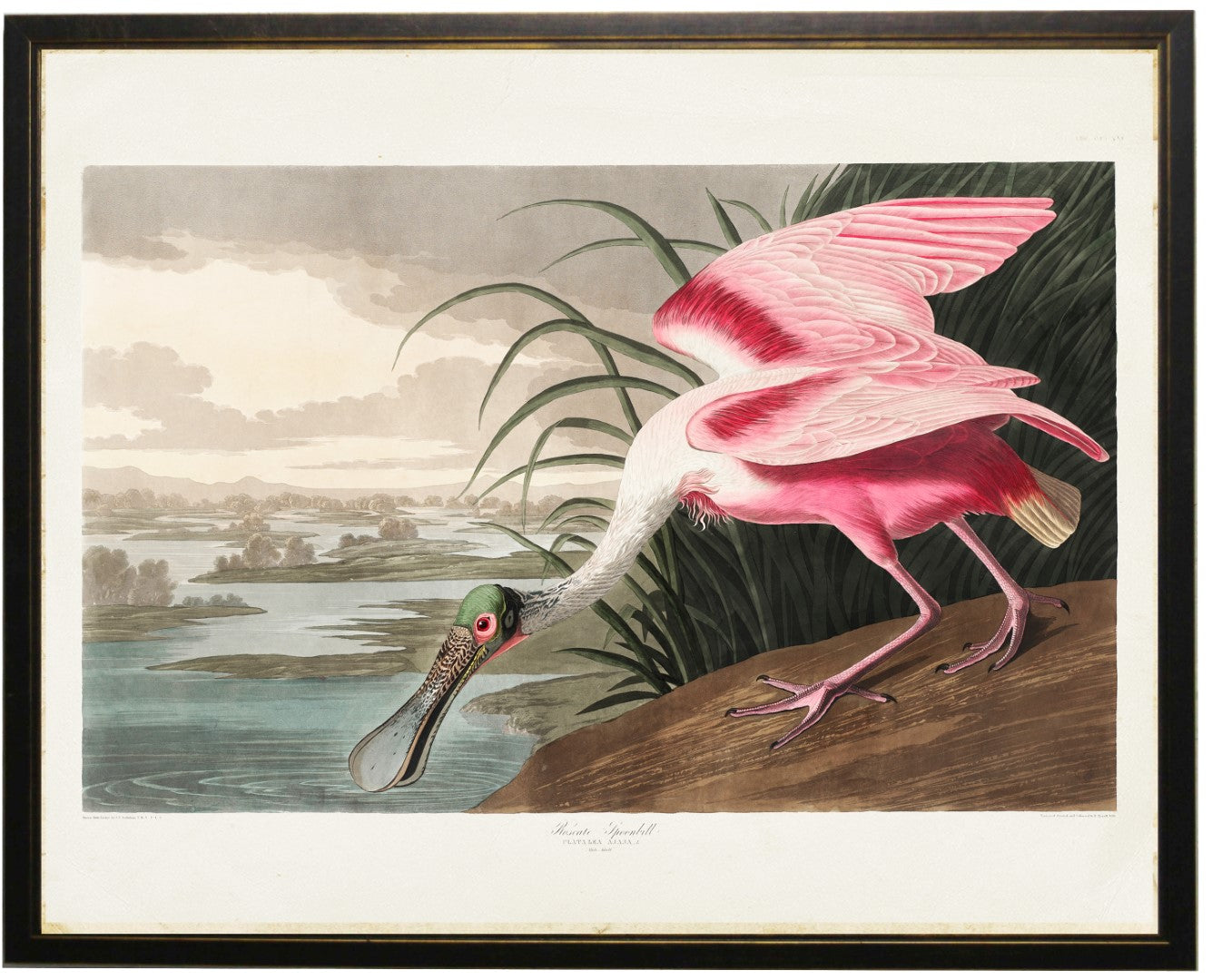 PINK SPOONBILL FRINKING WATER
