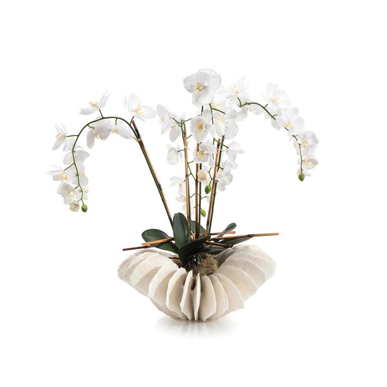 SEA CORAL ORCHIDS