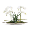 SILVER LEAF ORCHIDS