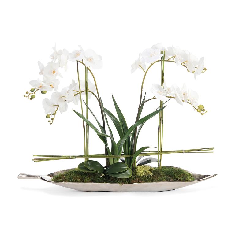 SILVER LEAF ORCHIDS