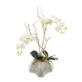 SILVER FAN ORCHID