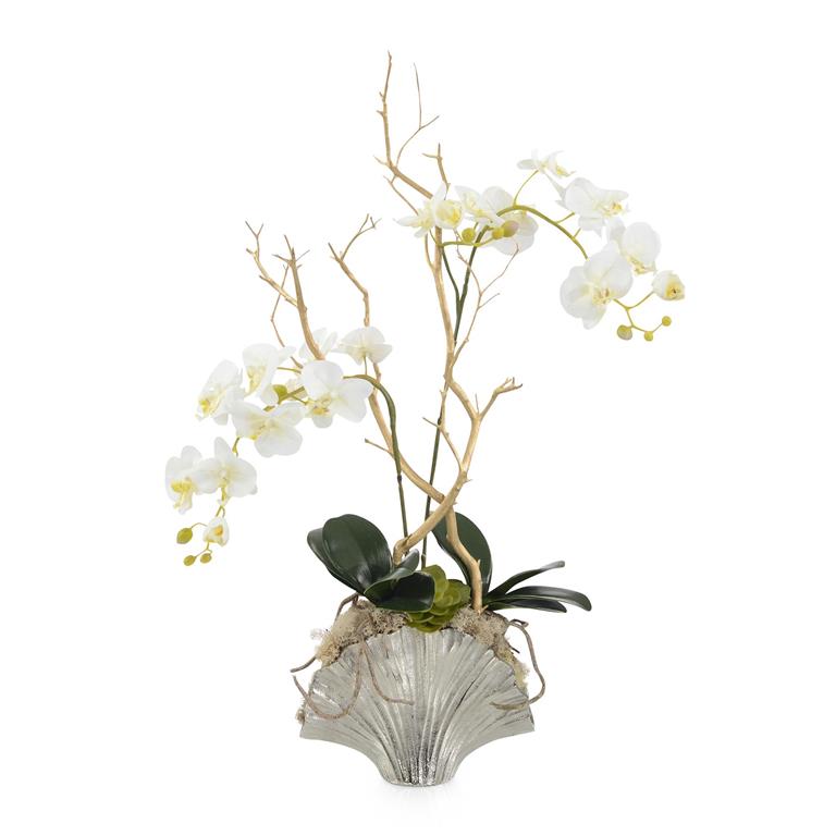 SILVER FAN ORCHID