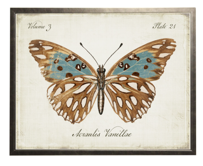 VINTAGE BOOKPLATE BUTTERFLY BLUE/BRN
