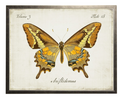 VINTAGE BOOKPLATE BUTTERFLY GOLD