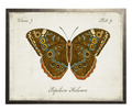 VINTAGE BOOKPLATE BUTTERFLY DRK BRN