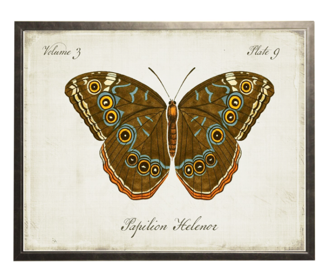 VINTAGE BOOKPLATE BUTTERFLY DRK BRN