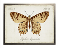 VINTAGE BOOKPLATE BUTTERFLY