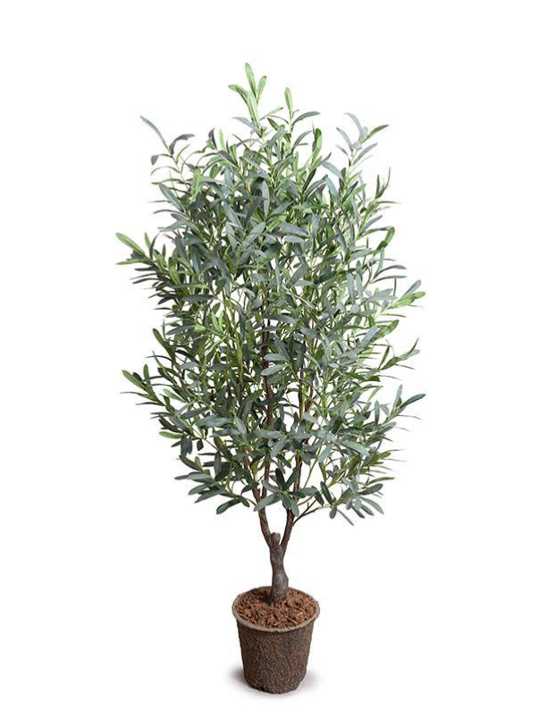 5.5' Olive Tree in White Cylilnder