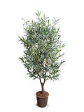 5.5' Olive Tree in White Cylilnder