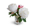 WHITE PEONY IN BUD VASE- SMALL