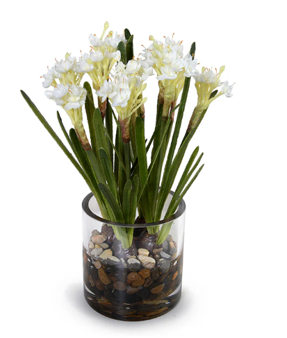 PAPERWHITE NARCISSUS