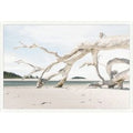 Driftwood Composition