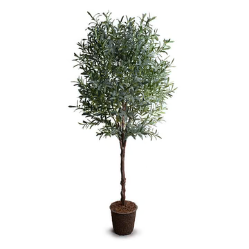 8' Olive Tree in 16" White Cylinder