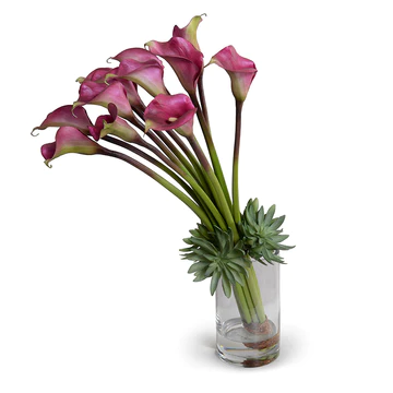 Burgundy Calla Lilies with Succulent Collar