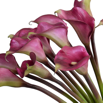 Burgundy Calla Lilies with Succulent Collar