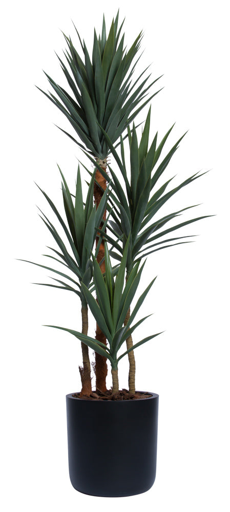 6.5' YUCCA IN BLACK CYLINDER